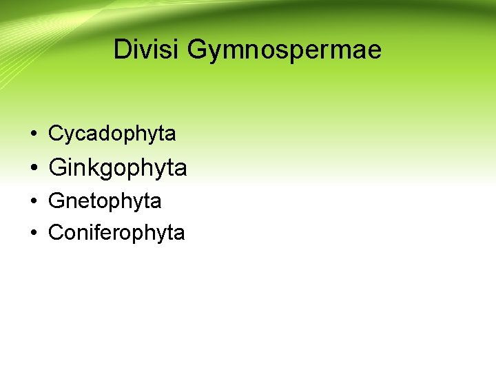 Divisi Gymnospermae • Cycadophyta • Ginkgophyta • Gnetophyta • Coniferophyta 