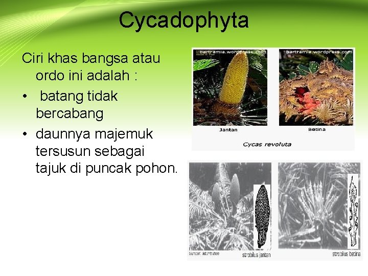 Cycadophyta Ciri khas bangsa atau ordo ini adalah : • batang tidak bercabang •