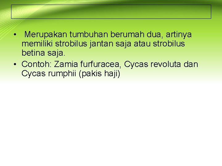  • Merupakan tumbuhan berumah dua, artinya memiliki strobilus jantan saja atau strobilus betina