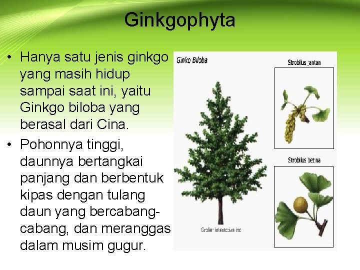 Ginkgophyta • Hanya satu jenis ginkgo yang masih hidup sampai saat ini, yaitu Ginkgo