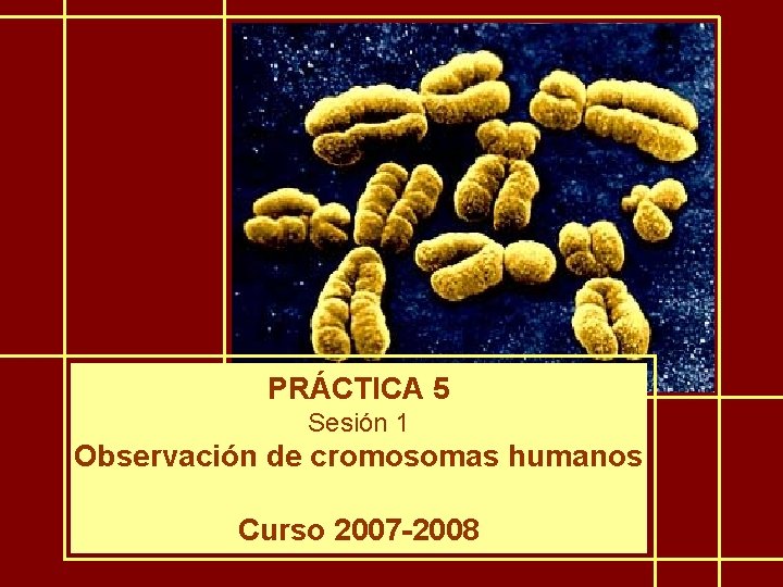 PRÁCTICA 5 Sesión 1 Observación de cromosomas humanos Curso 2007 -2008 