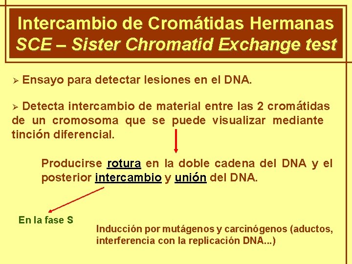 Intercambio de Cromátidas Hermanas GENÈTICA MENDELIANA SCE – Sister Chromatid Exchange test Ø Ensayo