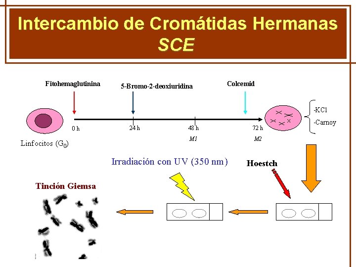 Intercambio de Cromátidas Hermanas GENÈTICA MENDELIANA SCE Fitohemaglutinina 5 -Bromo-2 -deoxiuridina Colcemid -KCl 0