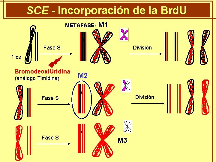 SCE - Incorporación de la Brd. U METAFASE- M 1 Fase S División 1
