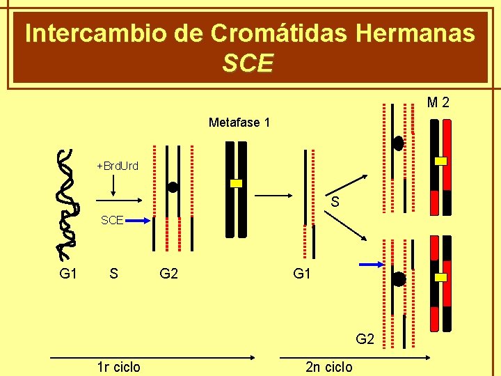 Intercambio de Cromátidas Hermanas GENÈTICA MENDELIANA SCE M 2 Metafase 1 +Brd. Urd S