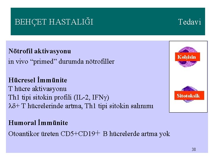 BEHÇET HASTALIĞI Nötrofil aktivasyonu in vivo “primed” durumda nötrofiller Hücresel İmmünite T hücre aktivasyonu