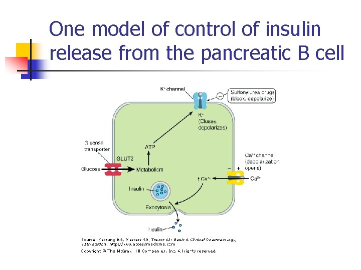 One model of control of insulin release from the pancreatic B cell 