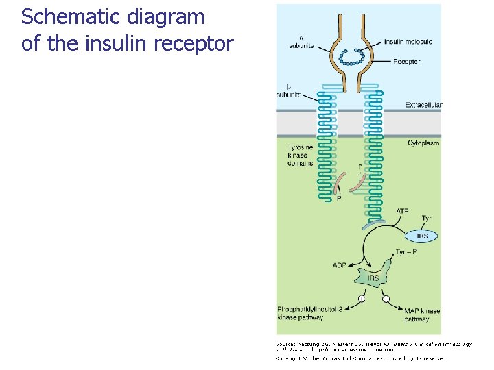 Schematic diagram of the insulin receptor 