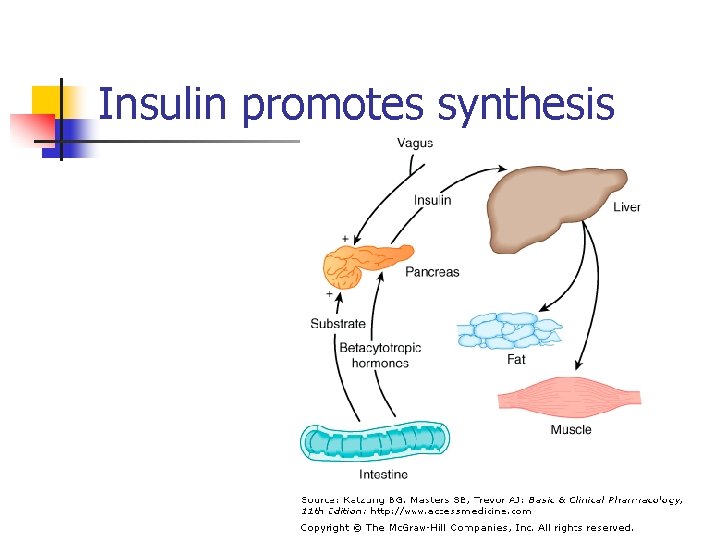 Insulin promotes synthesis 