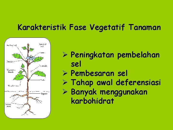 Karakteristik Fase Vegetatif Tanaman Ø Peningkatan pembelahan sel Ø Pembesaran sel Ø Tahap awal