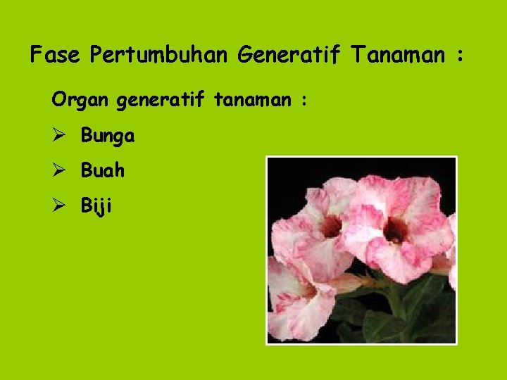 Fase Pertumbuhan Generatif Tanaman : Organ generatif tanaman : Ø Bunga Ø Buah Ø