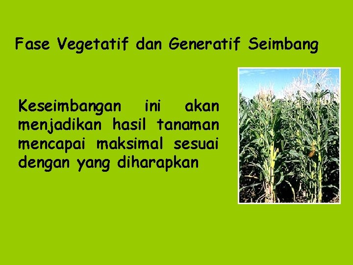 Fase Vegetatif dan Generatif Seimbang Keseimbangan ini akan menjadikan hasil tanaman mencapai maksimal sesuai