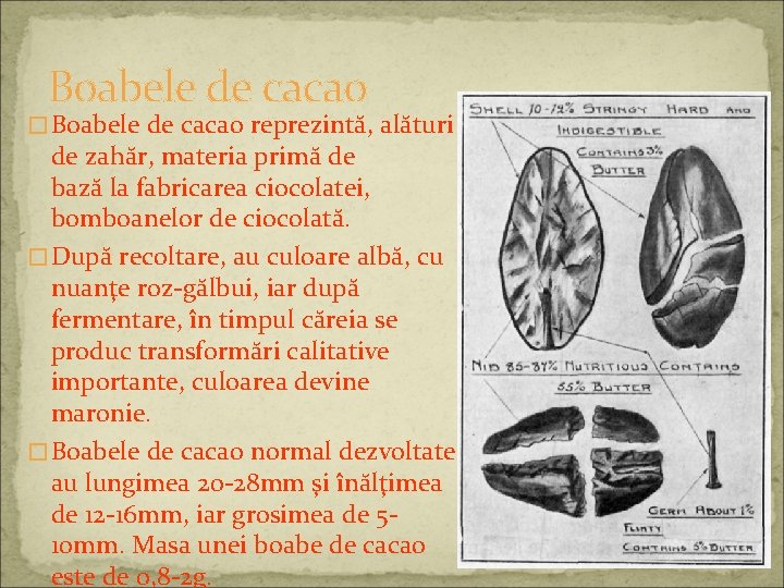 Boabele de cacao �Boabele de cacao reprezintă, alături de zahăr, materia primă de bază