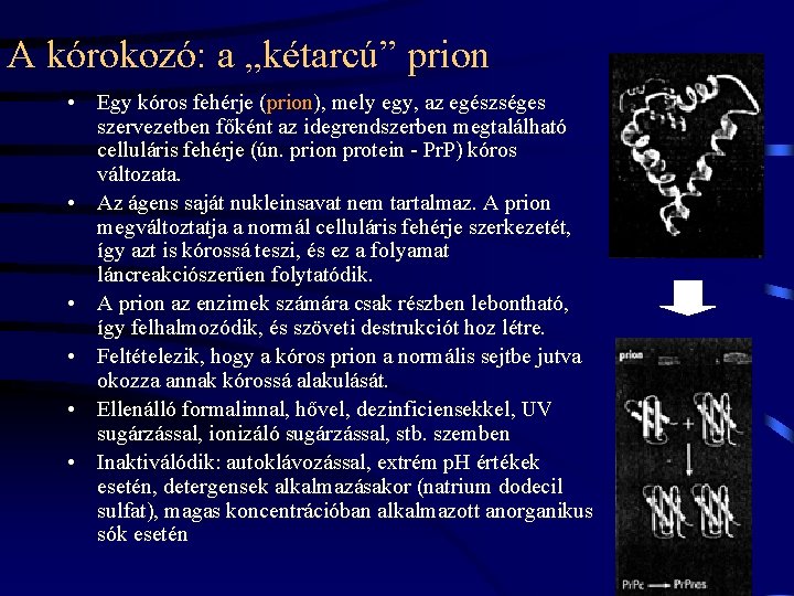 A kórokozó: a „kétarcú” prion • Egy kóros fehérje (prion), mely egy, az egészséges
