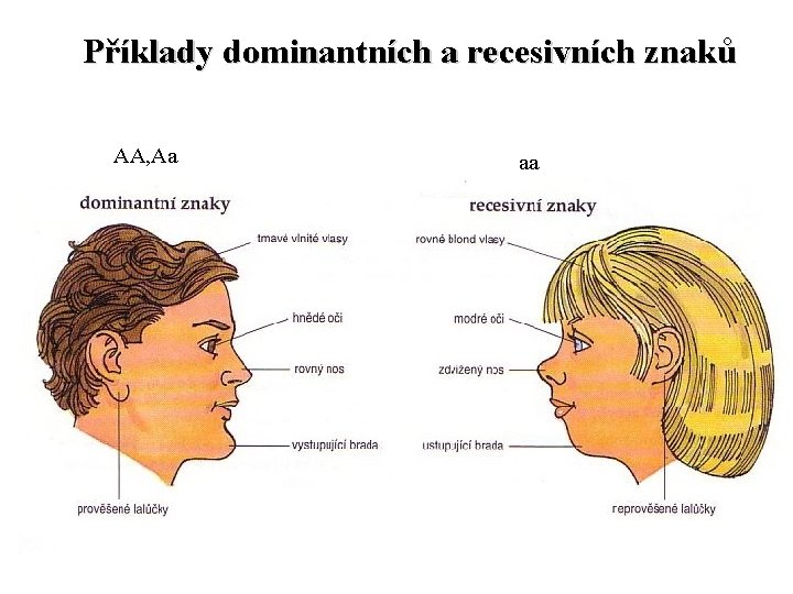 Příklady dominantních a recesivních znaků AA, Aa aa 