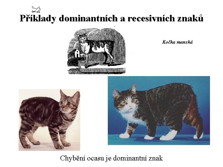 Příklady dominantních a recesivních znaků Kočka manská Chybění ocasu je dominantní znak 