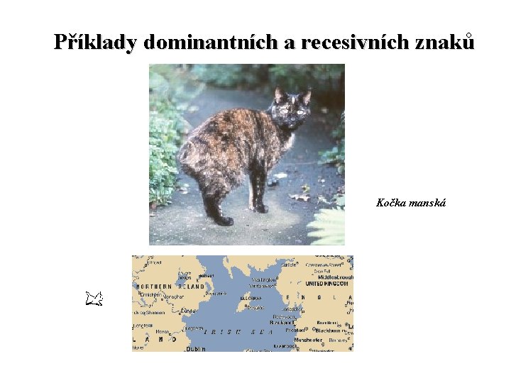 Příklady dominantních a recesivních znaků Kočka manská 