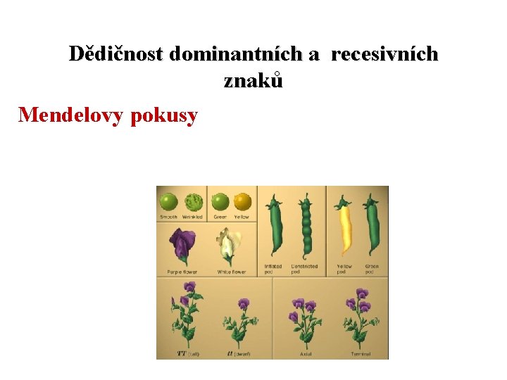 Dědičnost dominantních a recesivních znaků Mendelovy pokusy 