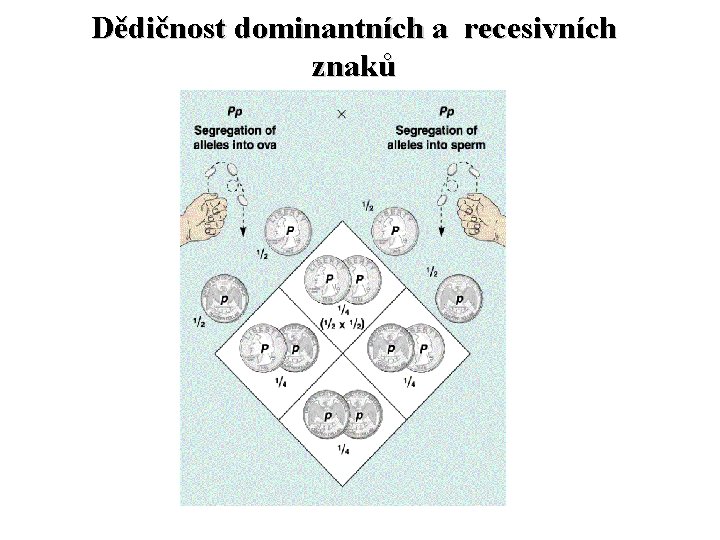 Dědičnost dominantních a recesivních znaků 