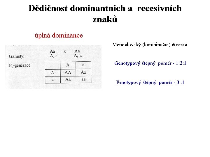 Dědičnost dominantních a recesivních znaků úplná dominance Mendelovský (kombinační) čtverec Genotypový štěpný poměr -