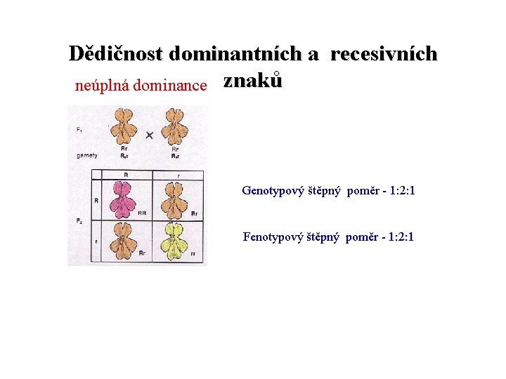 Dědičnost dominantních a recesivních neúplná dominance znaků Genotypový štěpný poměr - 1: 2: 1