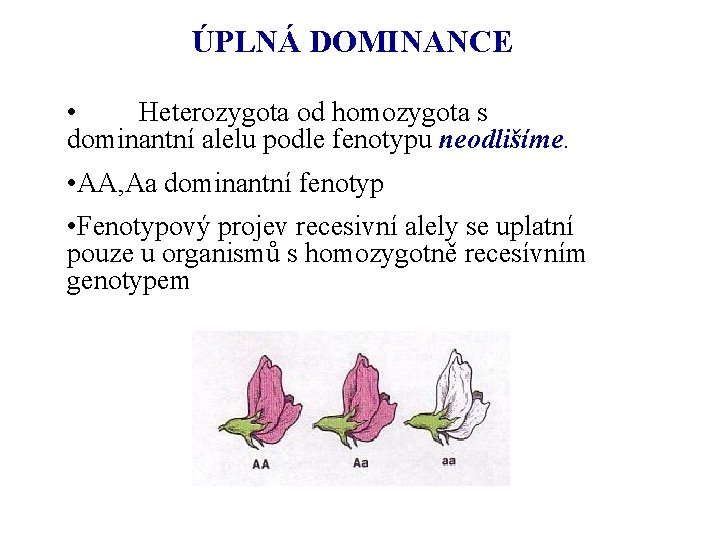 ÚPLNÁ DOMINANCE • Heterozygota od homozygota s dominantní alelu podle fenotypu neodlišíme. • AA,