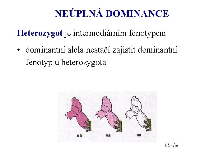 NEÚPLNÁ DOMINANCE Heterozygot je intermediárním fenotypem • dominantní alela nestačí zajistit dominantní fenotyp u