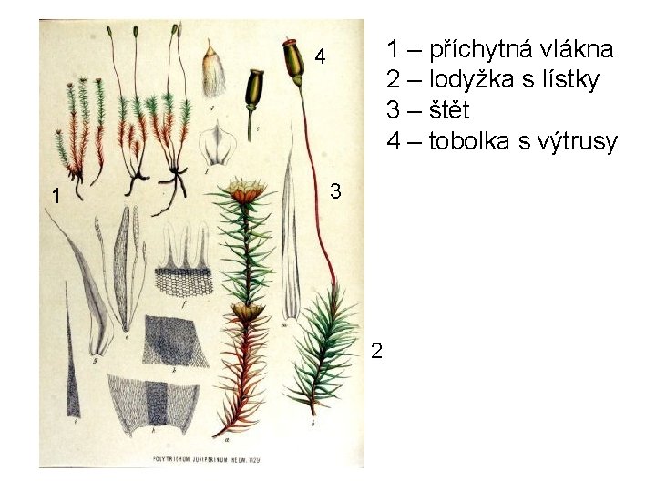 1 – příchytná vlákna 2 – lodyžka s lístky 3 – štět 4 –