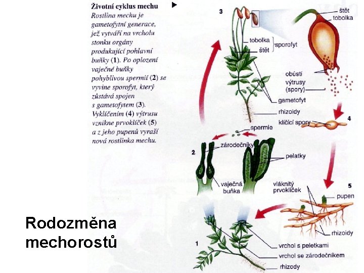 Rodozměna mechorostů 