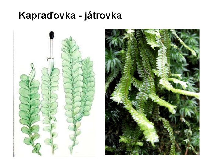 Kapraďovka - játrovka 