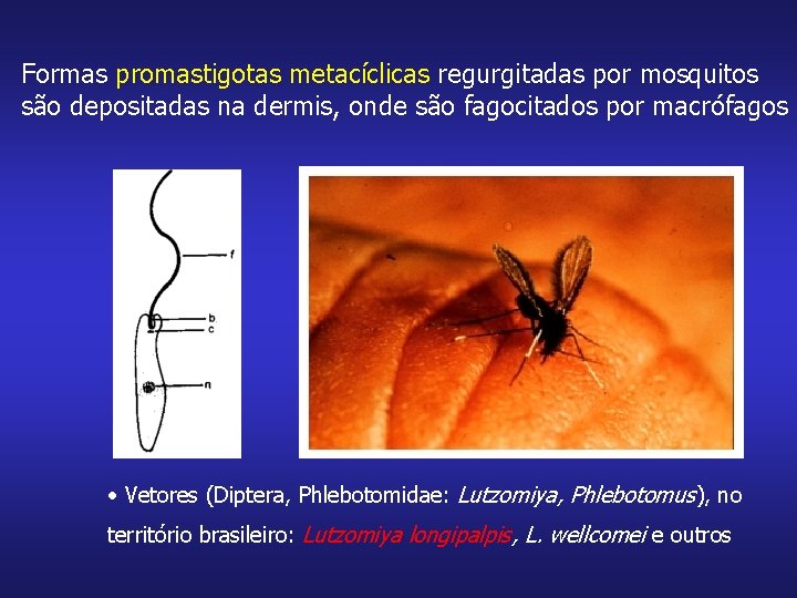 Formas promastigotas metacíclicas regurgitadas por mosquitos são depositadas na dermis, onde são fagocitados por