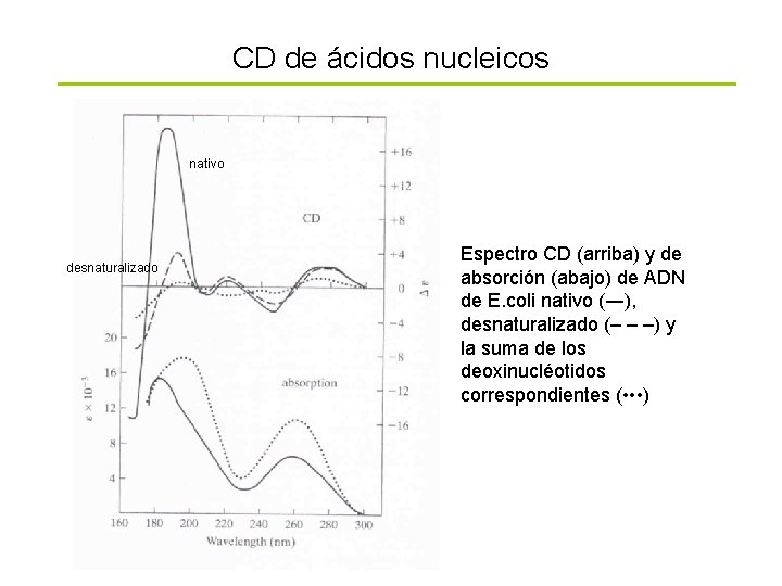 CD de ácidos nucleicos nativo desnaturalizado Espectro CD (arriba) y de absorción (abajo) de