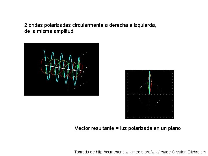 2 ondas polarizadas circularmente a derecha e izquierda, de la misma amplitud Vector resultante