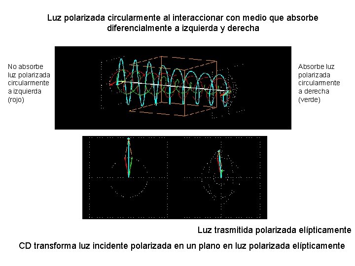 Luz polarizada circularmente al interaccionar con medio que absorbe diferencialmente a izquierda y derecha