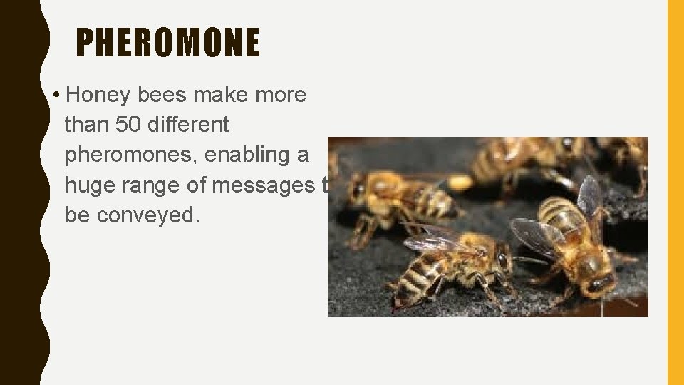 PHEROMONE • Honey bees make more than 50 different pheromones, enabling a huge range