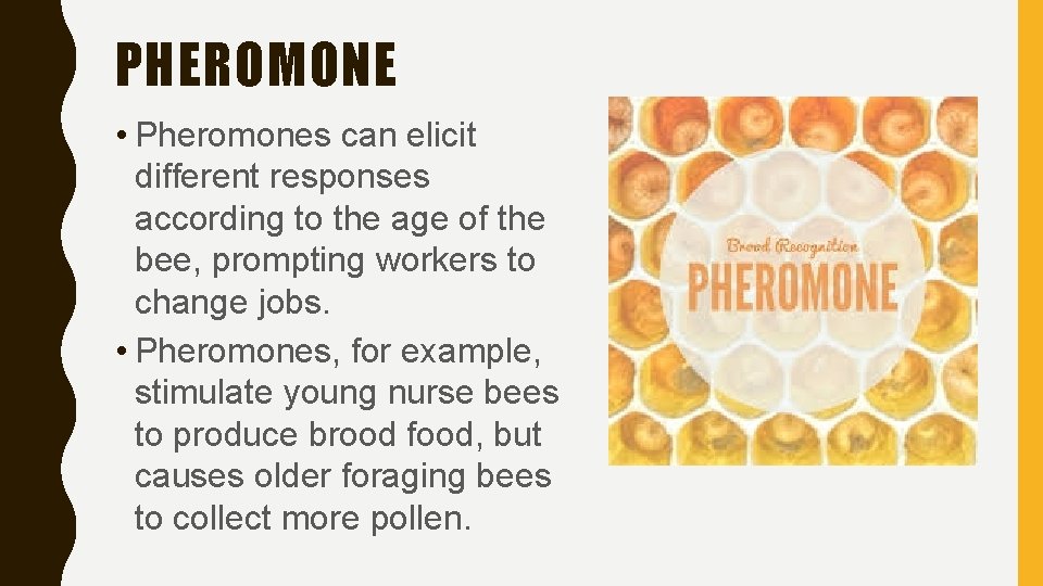 PHEROMONE • Pheromones can elicit different responses according to the age of the bee,