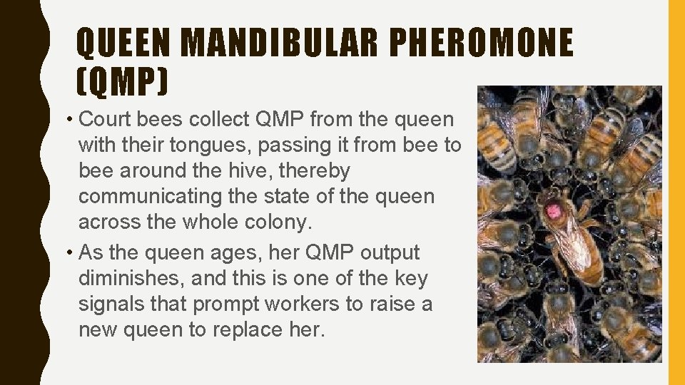 QUEEN MANDIBULAR PHEROMONE (QMP) • Court bees collect QMP from the queen with their