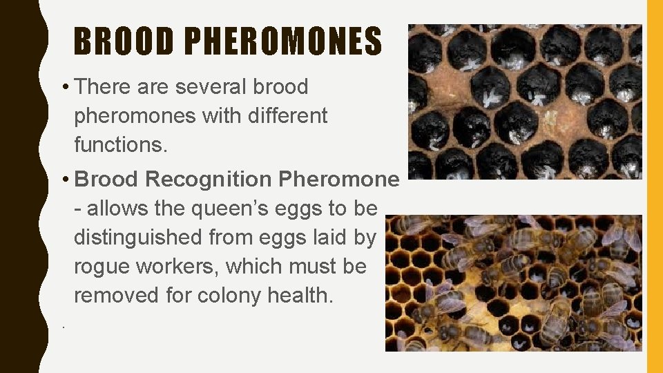 BROOD PHEROMONES • There are several brood pheromones with different functions. • Brood Recognition