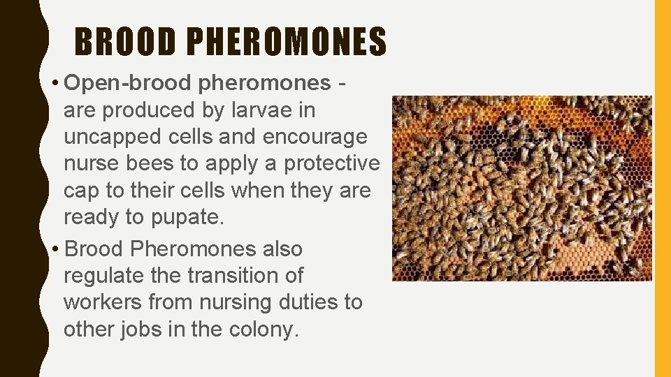 BROOD PHEROMONES • Open-brood pheromones are produced by larvae in uncapped cells and encourage