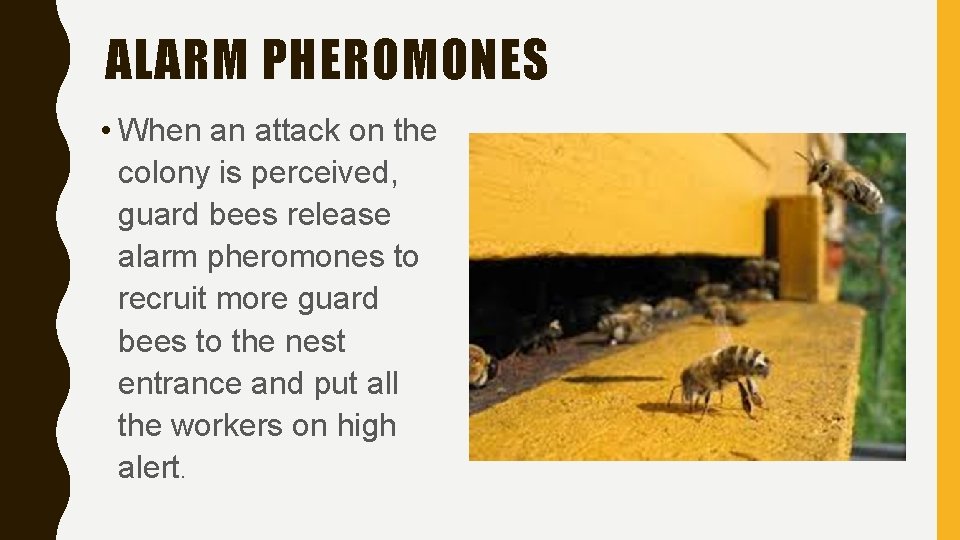 ALARM PHEROMONES • When an attack on the colony is perceived, guard bees release