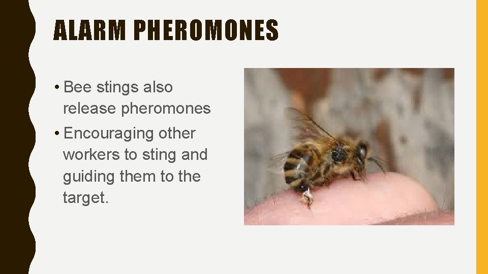 ALARM PHEROMONES • Bee stings also release pheromones • Encouraging other workers to sting