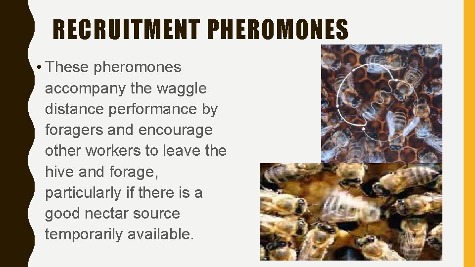 RECRUITMENT PHEROMONES • These pheromones accompany the waggle distance performance by foragers and encourage