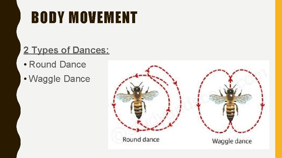 BODY MOVEMENT 2 Types of Dances: • Round Dance • Waggle Dance 