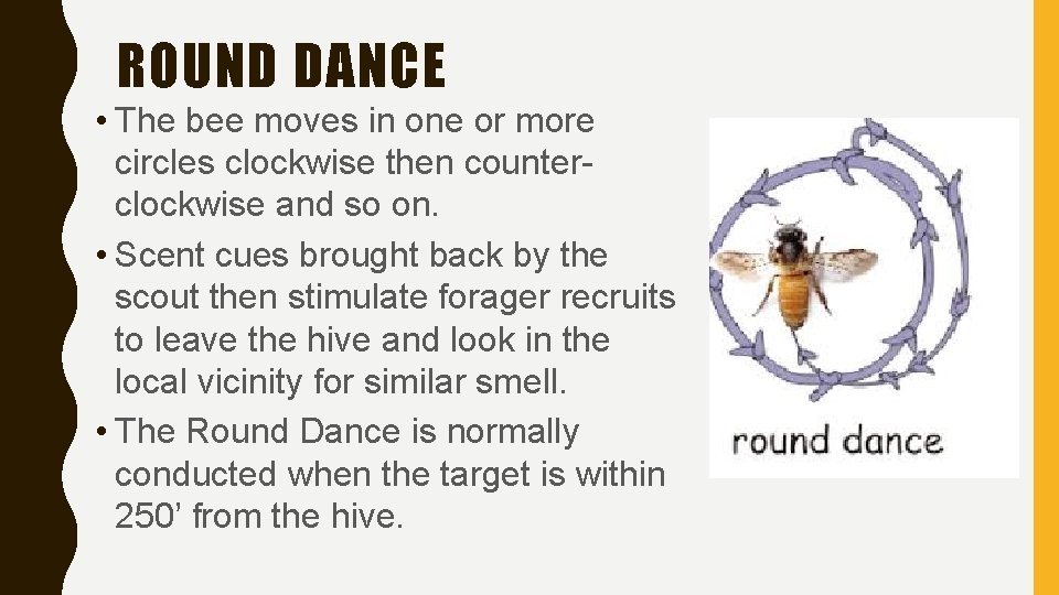 ROUND DANCE • The bee moves in one or more circles clockwise then counterclockwise