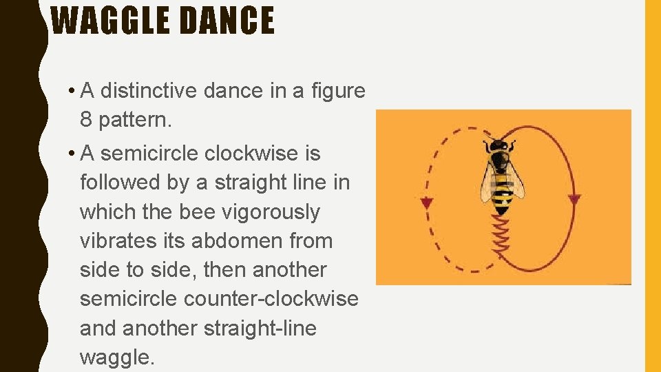 WAGGLE DANCE • A distinctive dance in a figure 8 pattern. • A semicircle