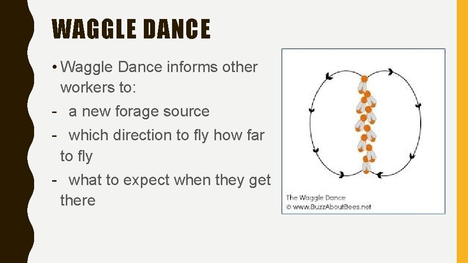 WAGGLE DANCE • Waggle Dance informs other workers to: - a new forage source