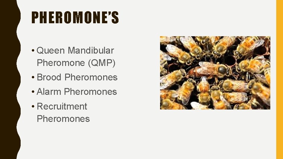 PHEROMONE’S • Queen Mandibular Pheromone (QMP) • Brood Pheromones • Alarm Pheromones • Recruitment