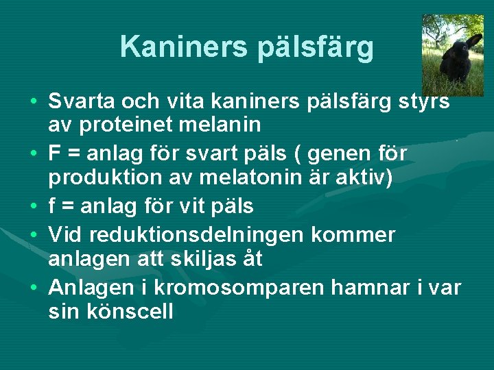 Kaniners pälsfärg • Svarta och vita kaniners pälsfärg styrs av proteinet melanin • F