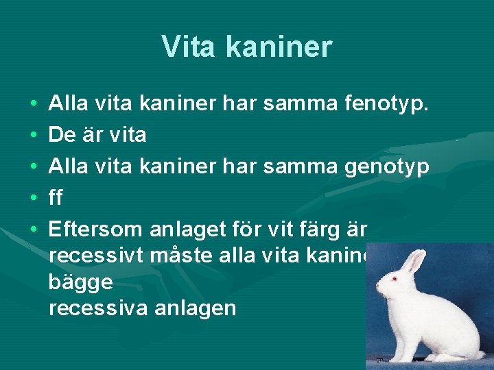 Vita kaniner • • • Alla vita kaniner har samma fenotyp. De är vita