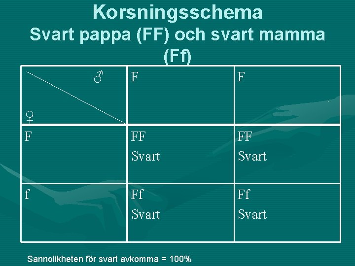 Korsningsschema Svart pappa (FF) och svart mamma (Ff) ♂ ♀ F f F F